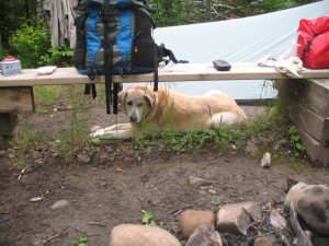 Sven the dog
